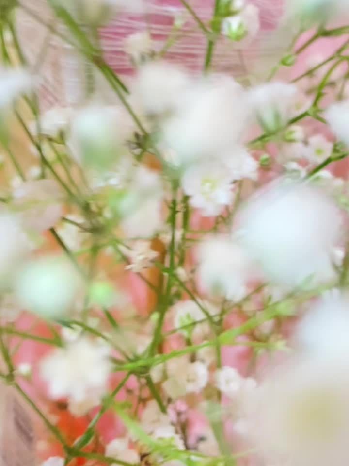 Acercamiento a flores de nube (gypsophila) blancas y rosadas